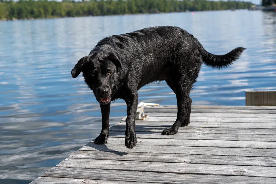 Black Lab standing on a wooden dock over a lake